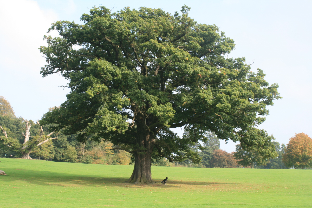 The Oak Tree