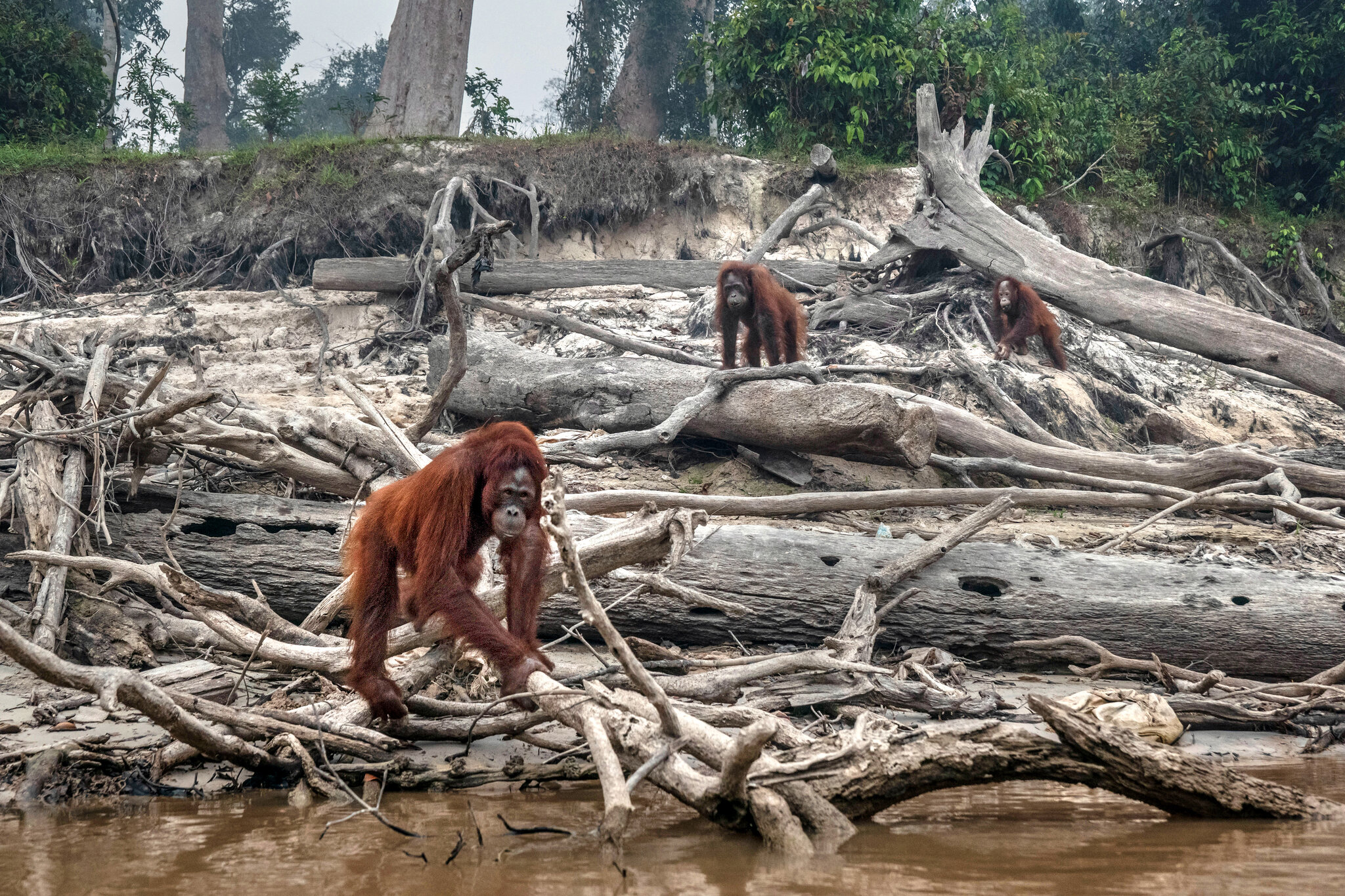 Habitat destruction and biodiversity