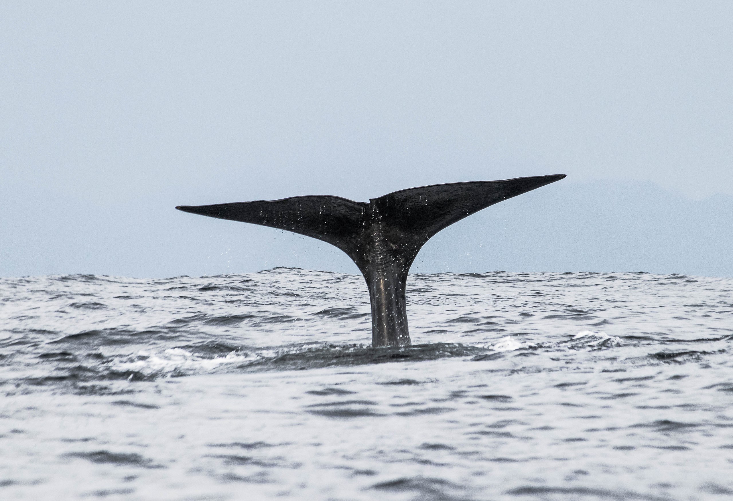 Wildlife of Norway