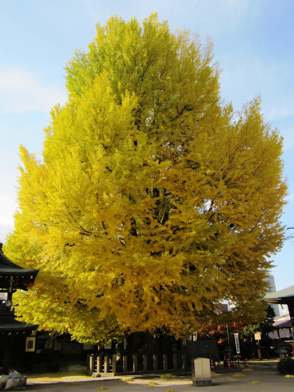 The Ginkgo