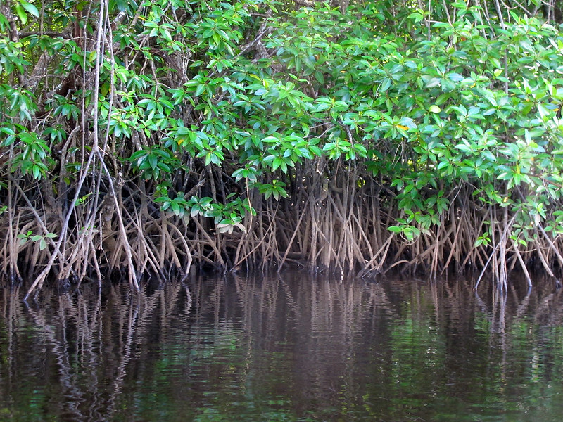 Climate change and biodiversity