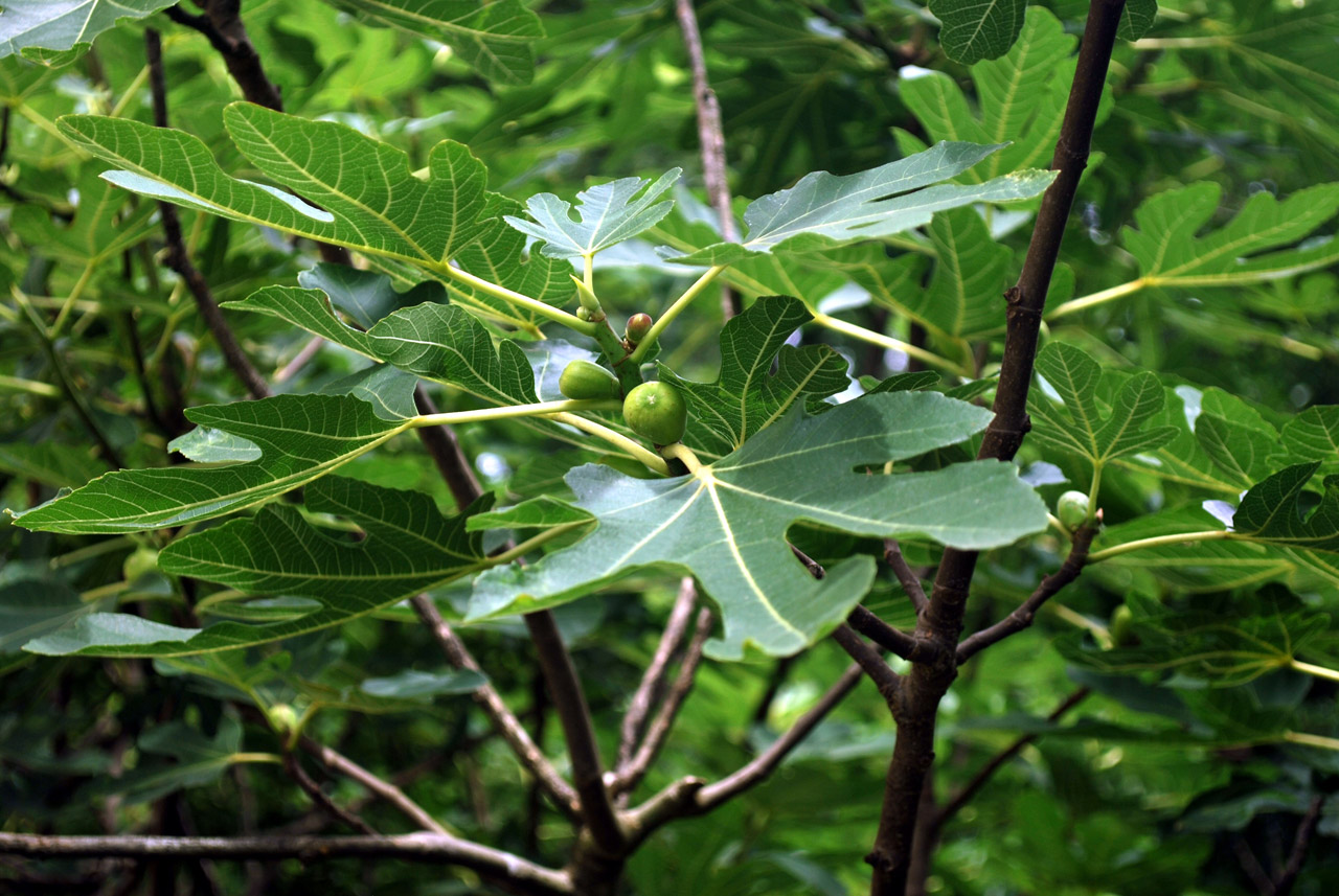 The Fig Tree