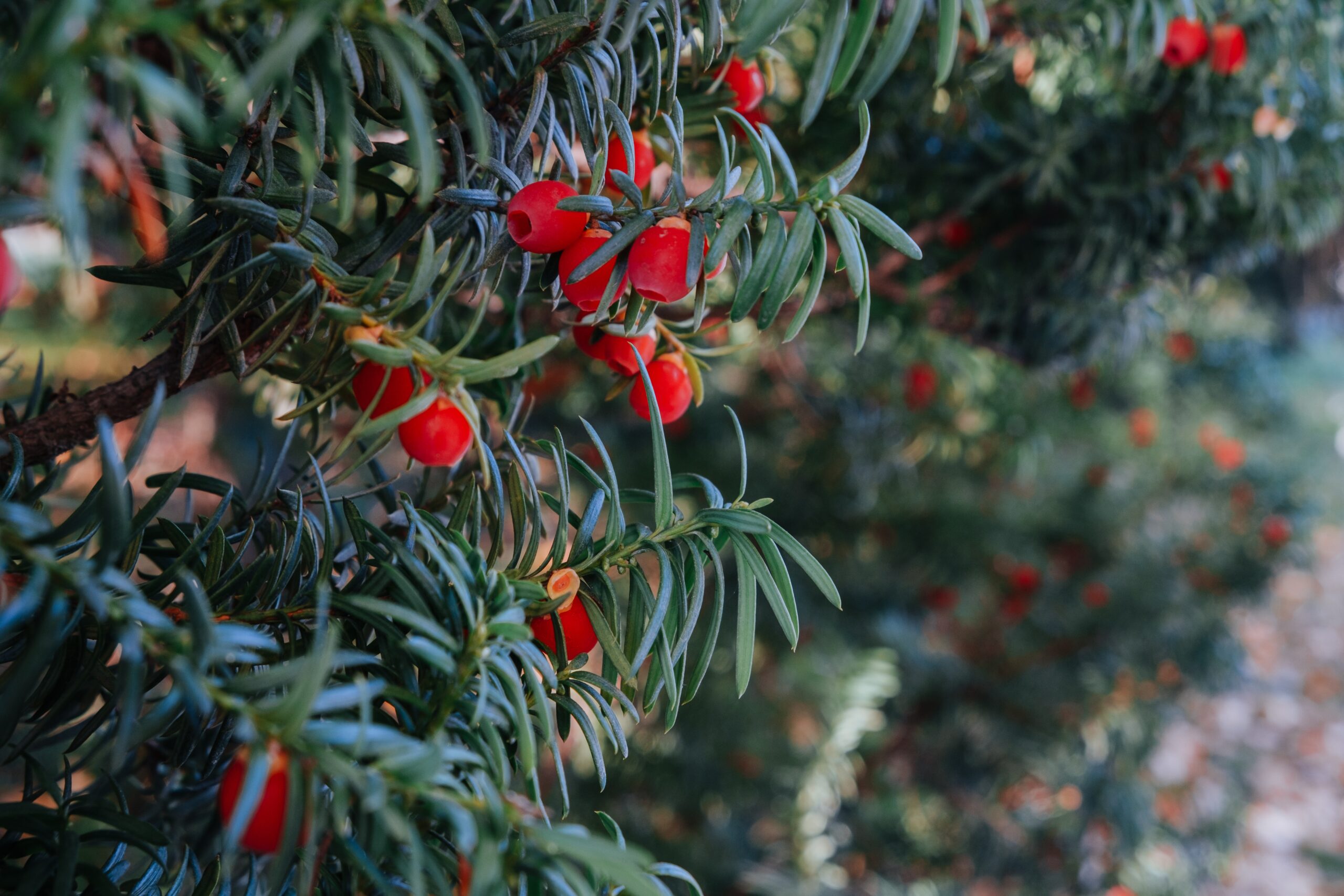 The Yew Tree